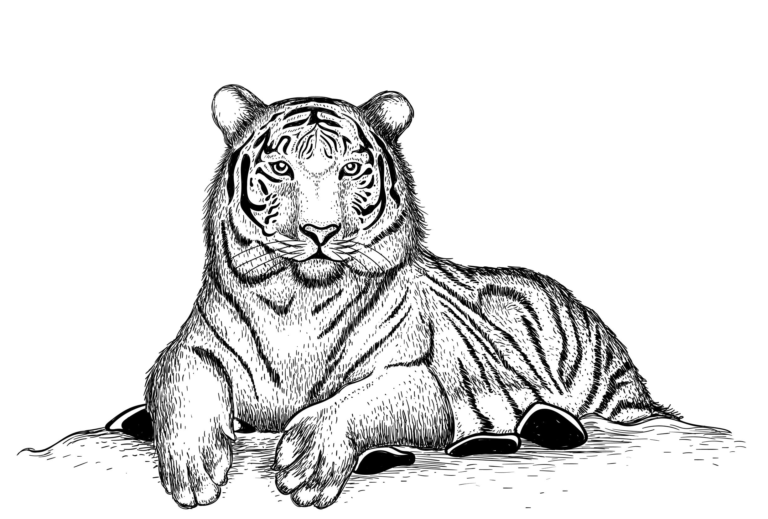 Desenho de tigre para pintar