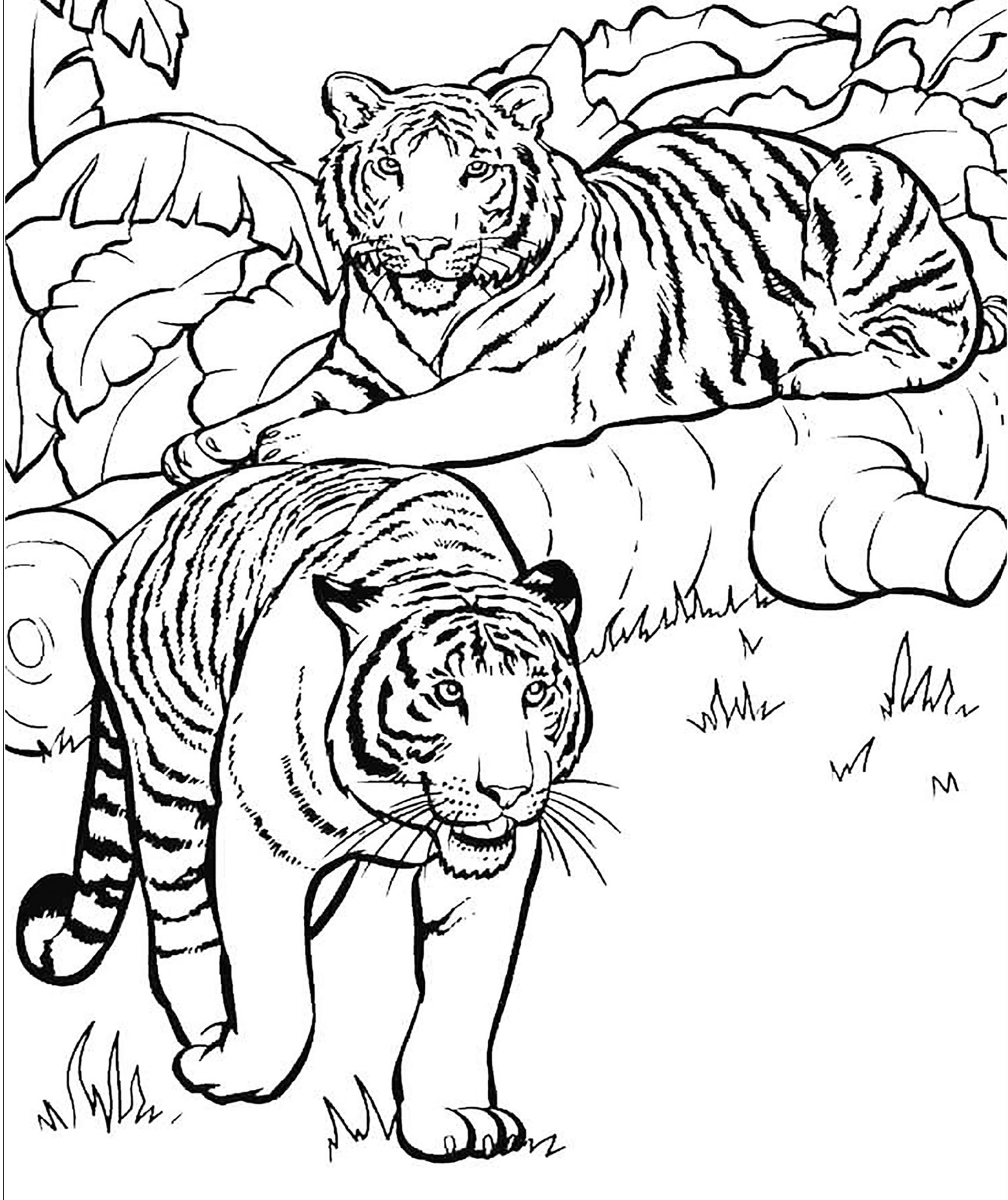 Tigres-em-habitat-natural