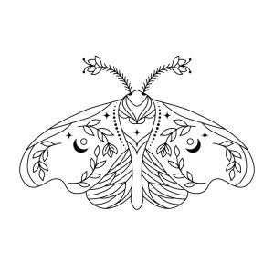 borboleta noturna