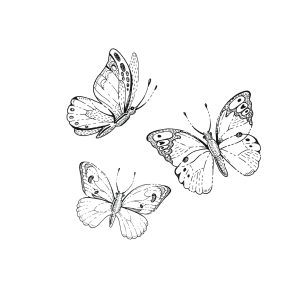 Borboleta voando